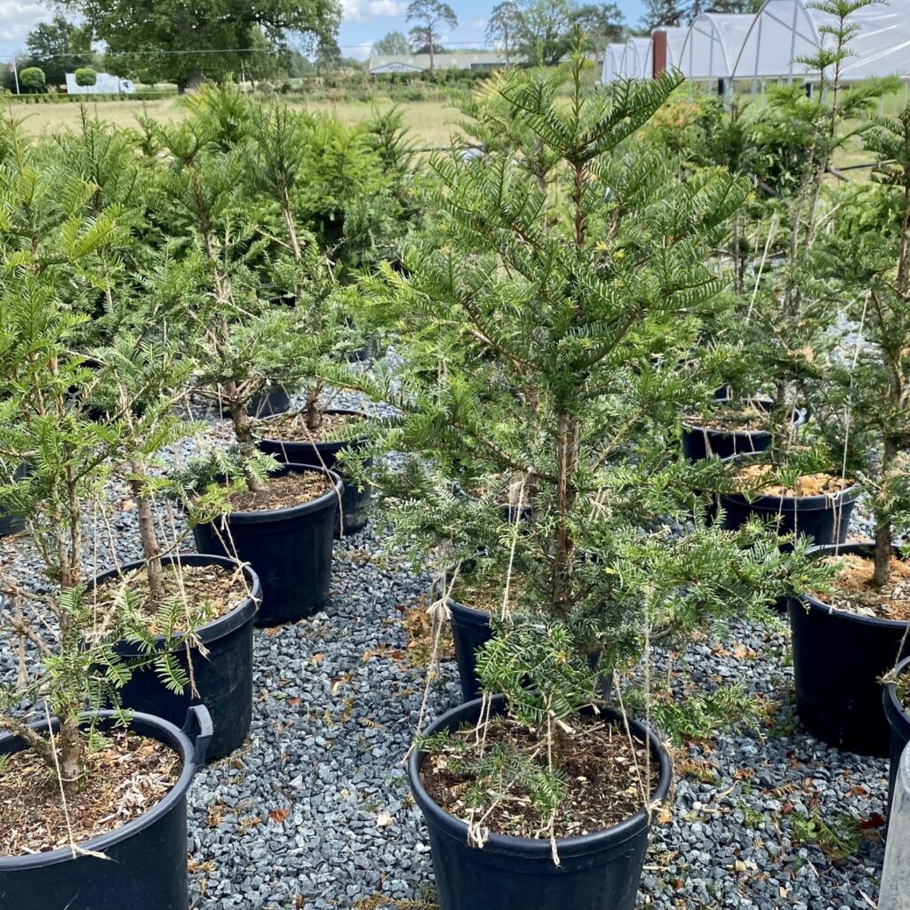 Taxus baccata - Niwaki - Image 2
