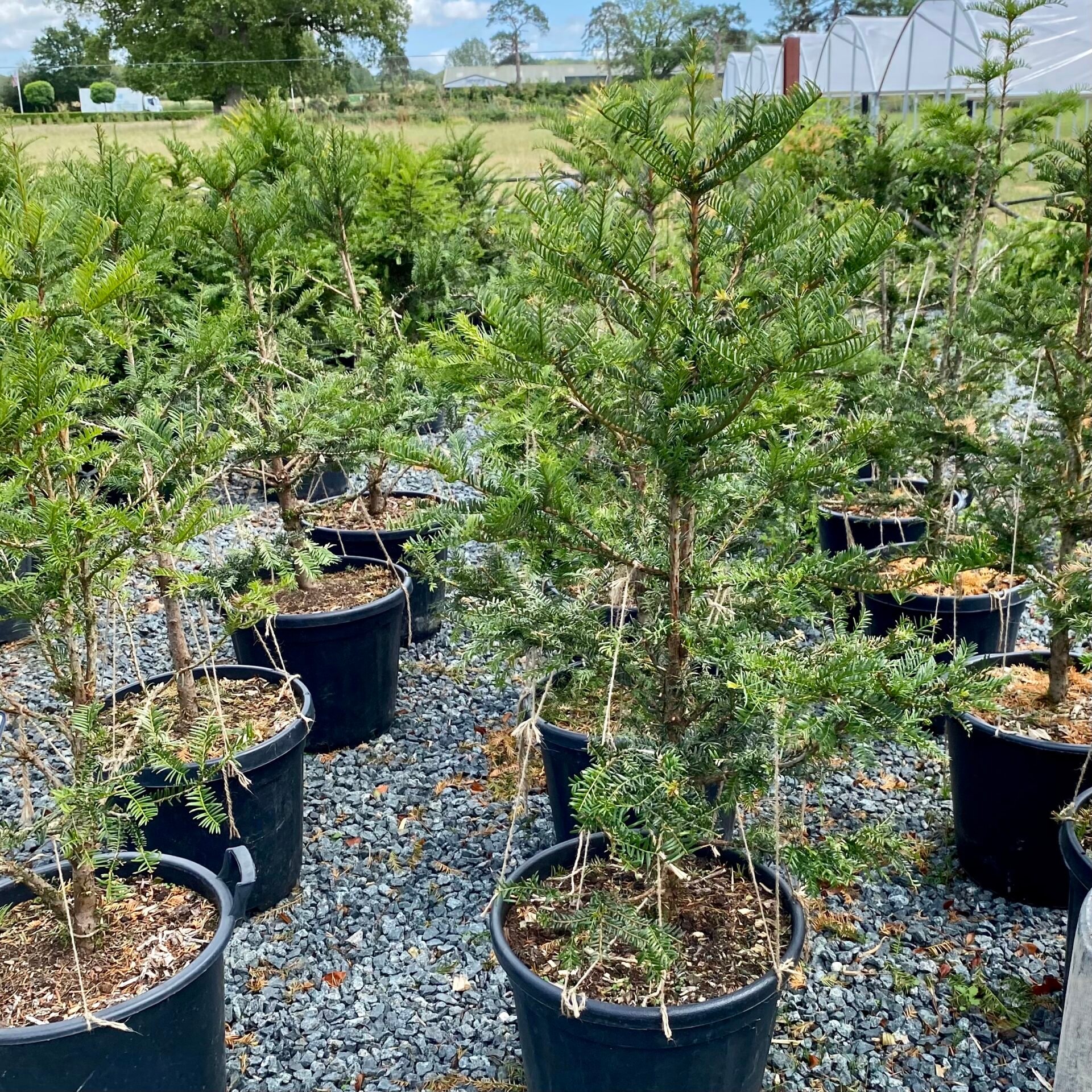 Taxus baccata - Niwaki - Image 2