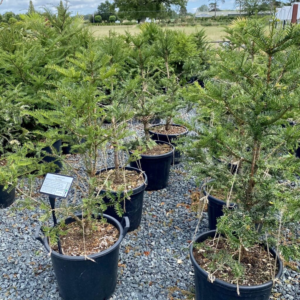Taxus baccata - Niwaki - Image 3