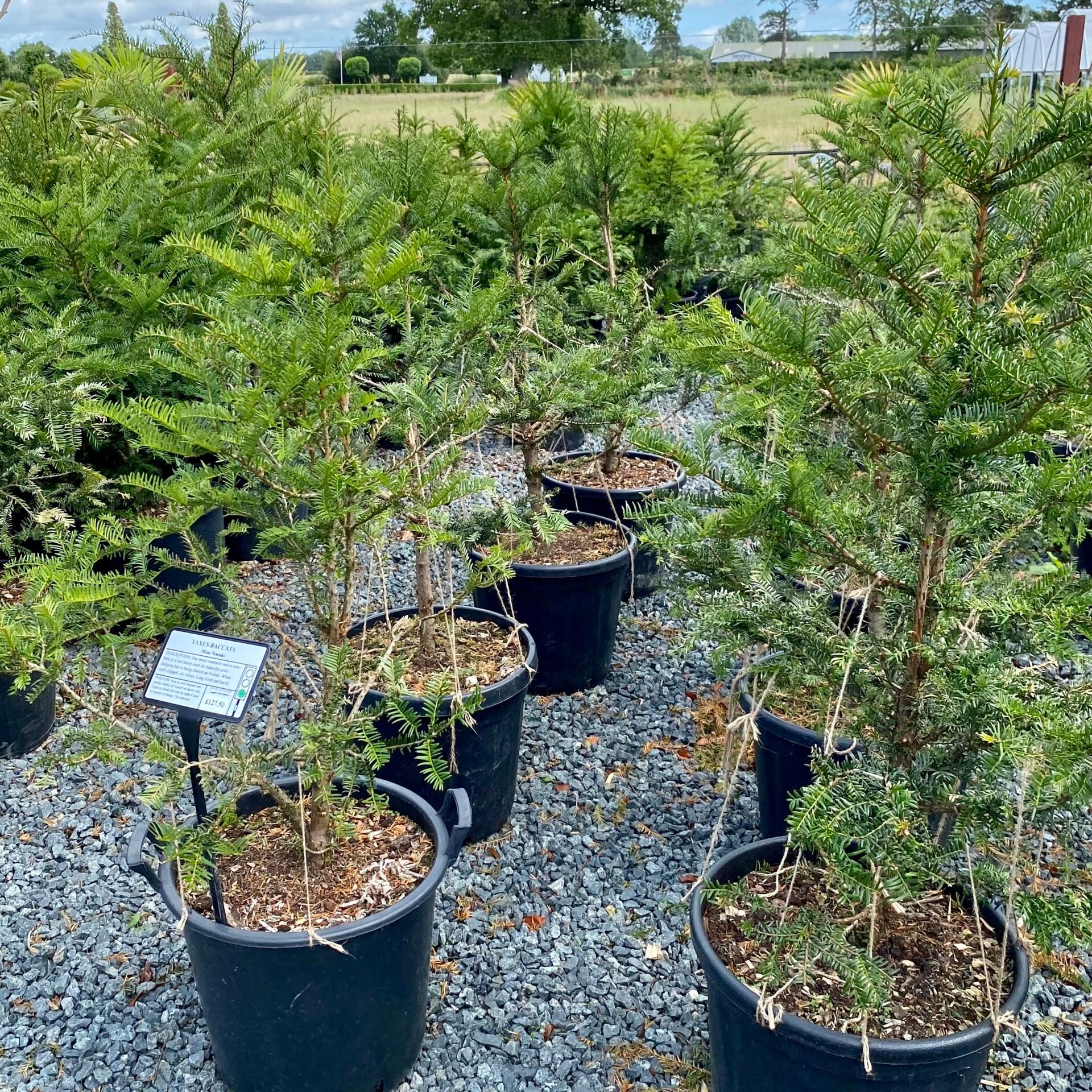 Taxus baccata - Niwaki - Image 3