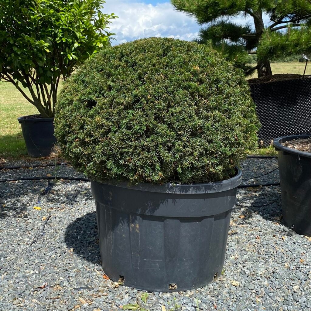 Taxus baccata - Balls - Image 9