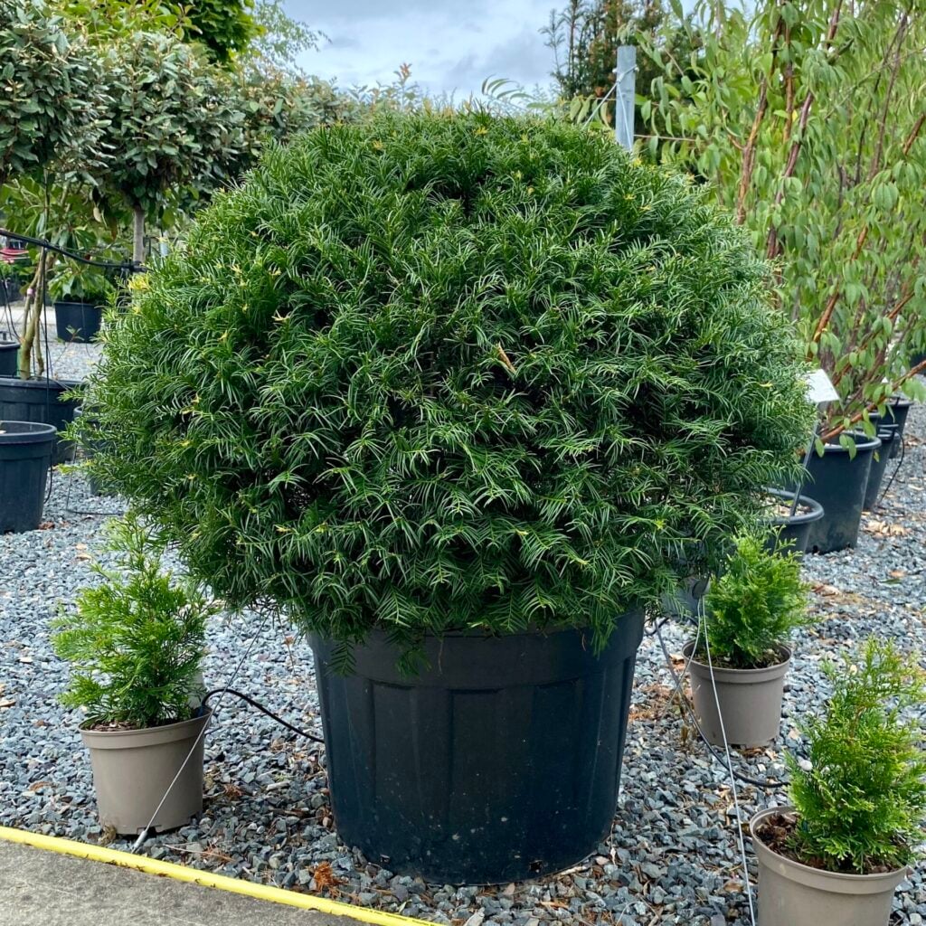 Taxus baccata - Balls - Image 15