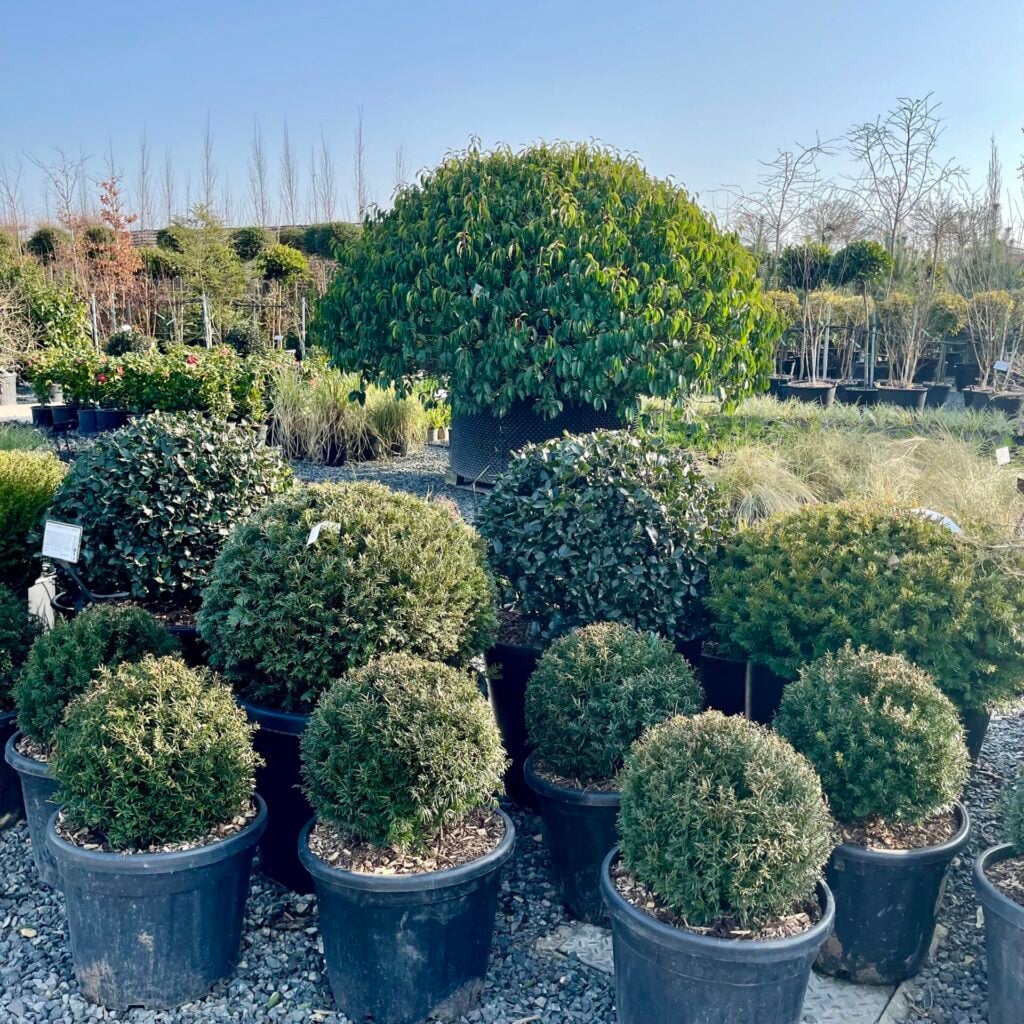 Taxus baccata - Balls - Image 6