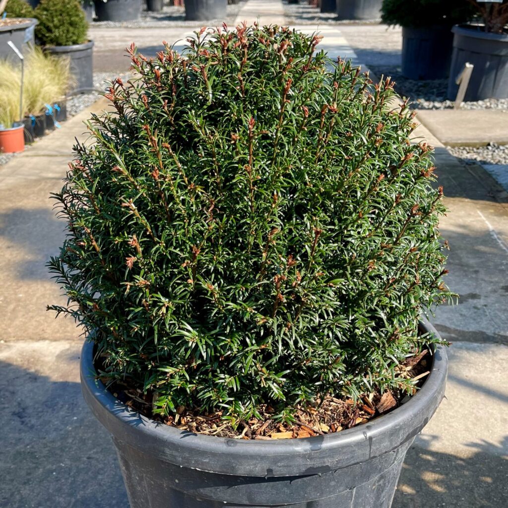 Taxus baccata - Balls - Image 16