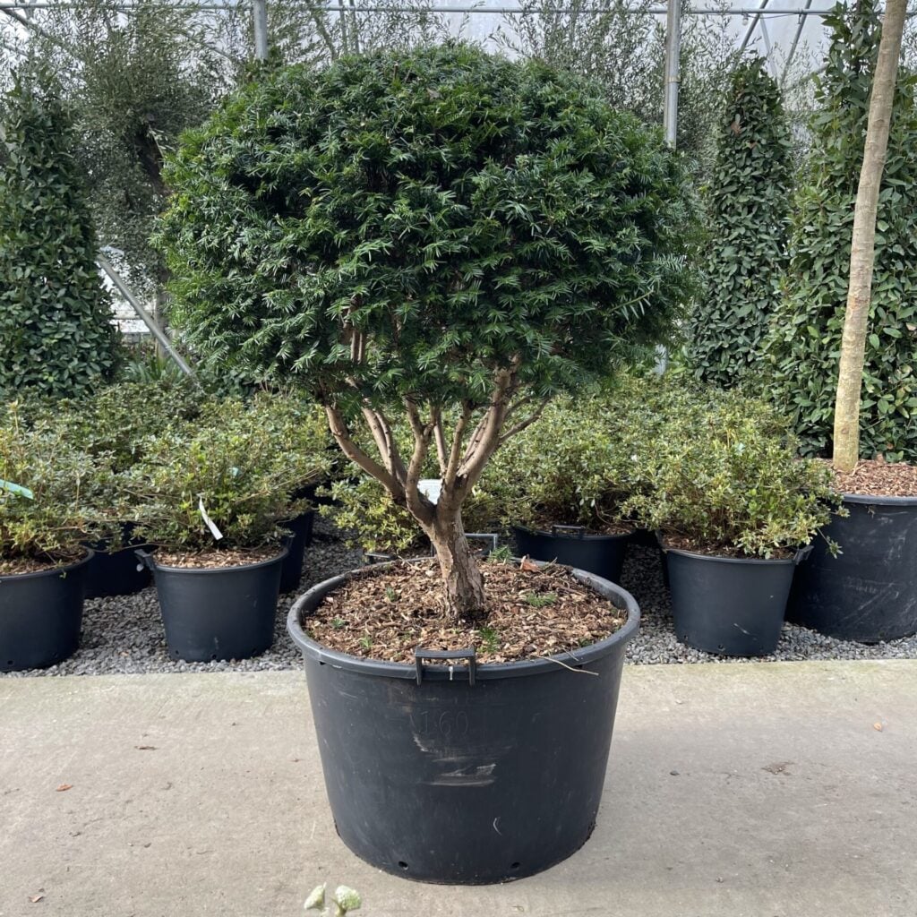 Taxus baccata - Multi Stems