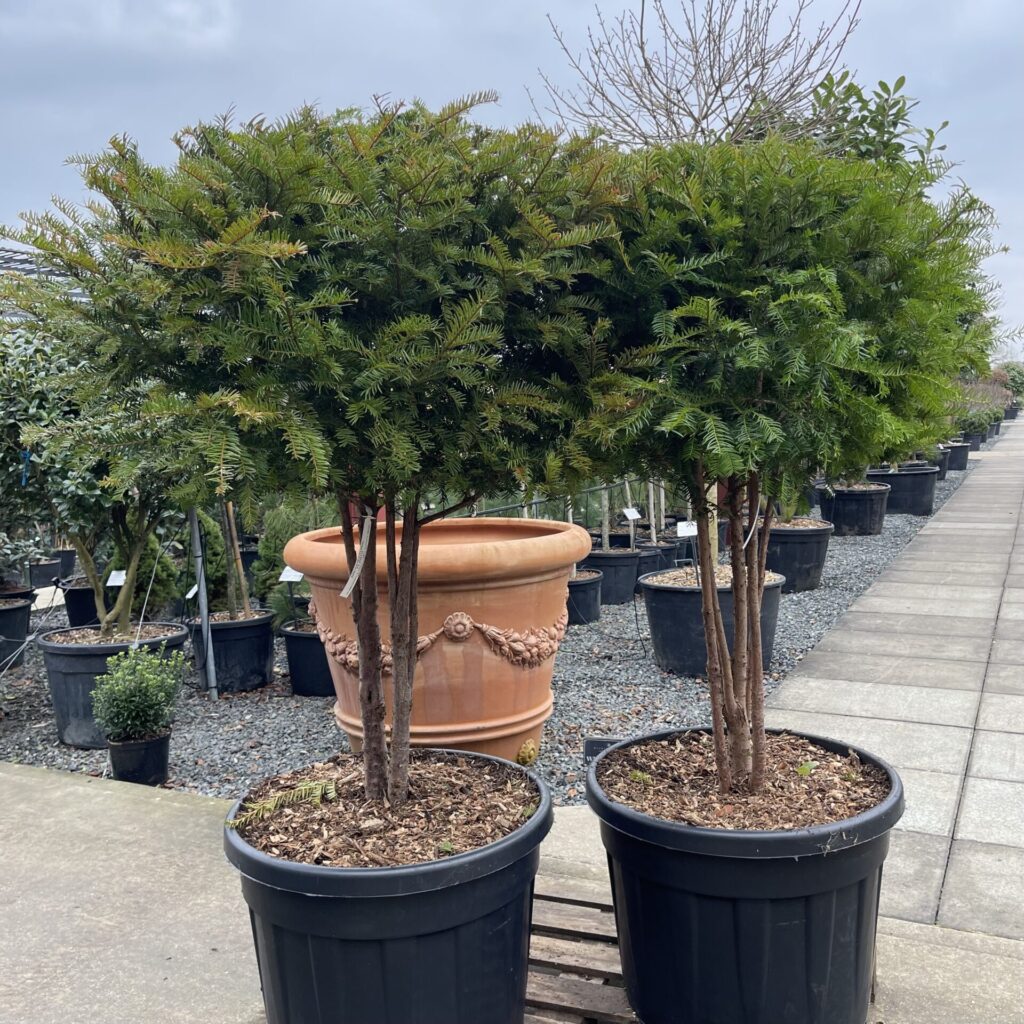Taxus baccata - Multi Stems - Image 2