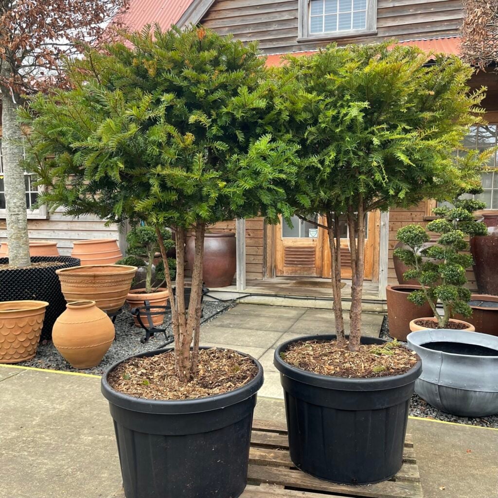 Taxus baccata - Multi Stems - Image 4