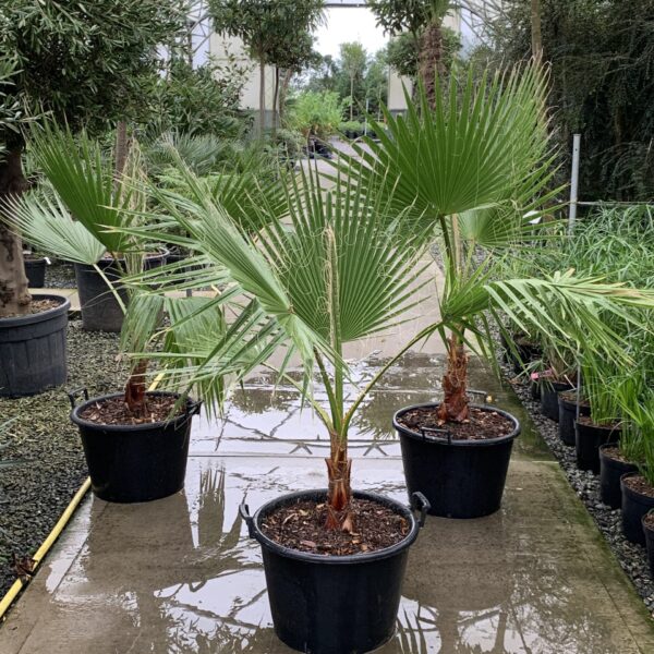 Trachycarpus wagnerianus  (PH1, HGUK)