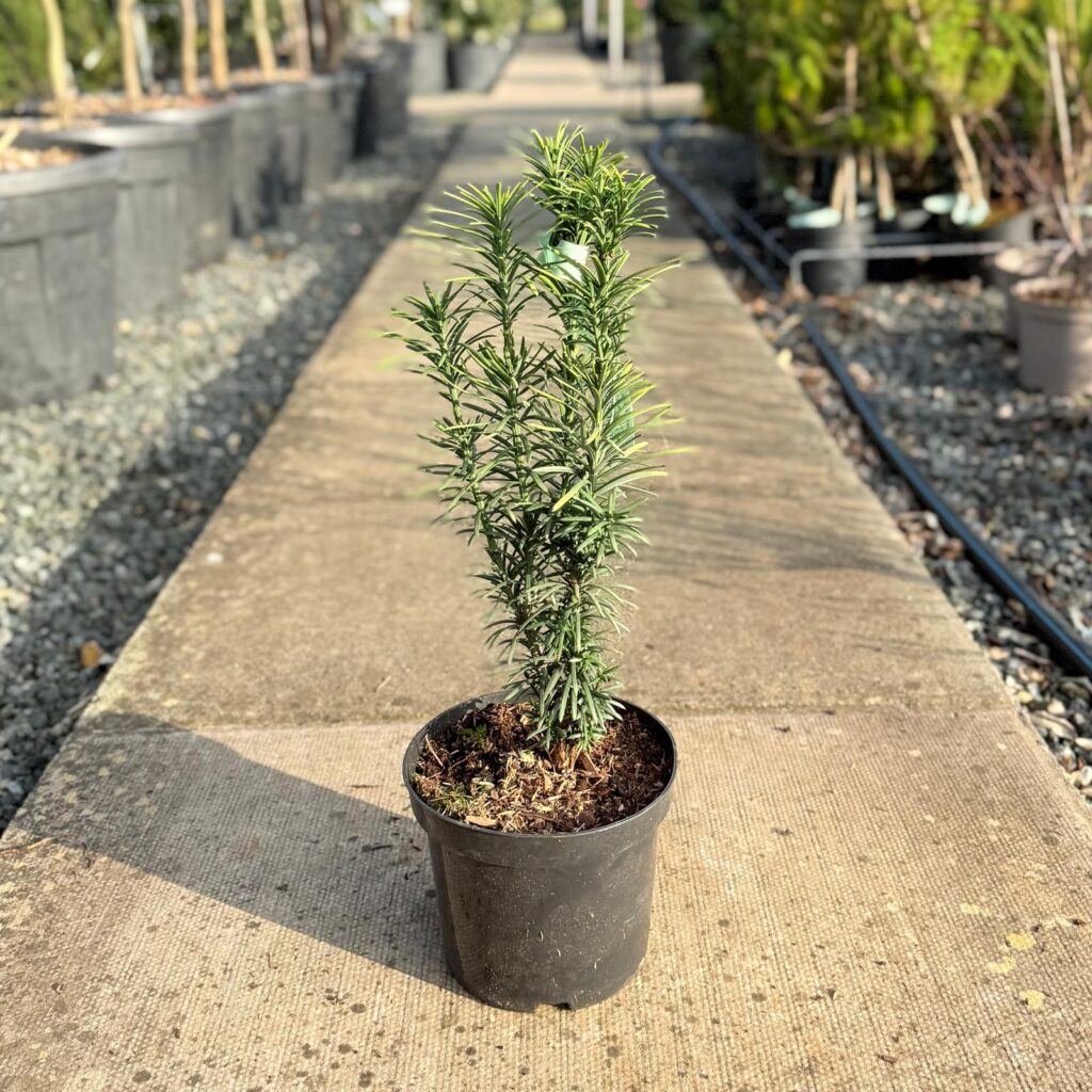 Cephalotaxus harringtonii 'Korean Gold'
