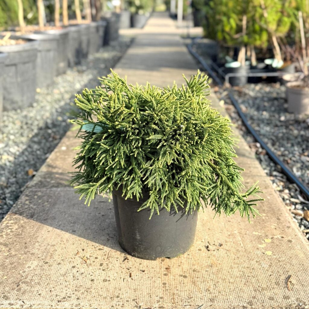 Cryptomeria japonica 'Little Champion'
