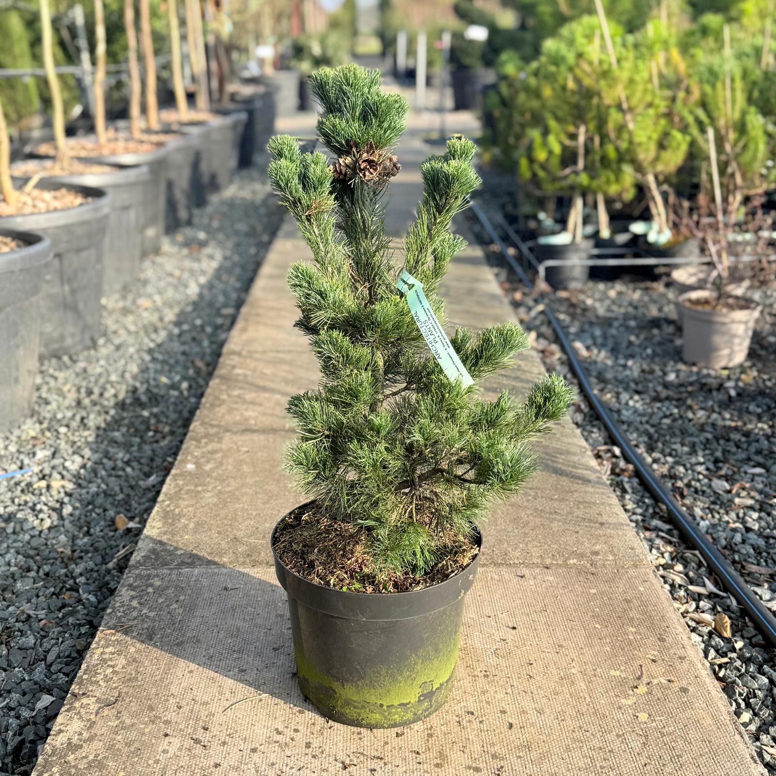 Pinus parviflora 'Bonsai'