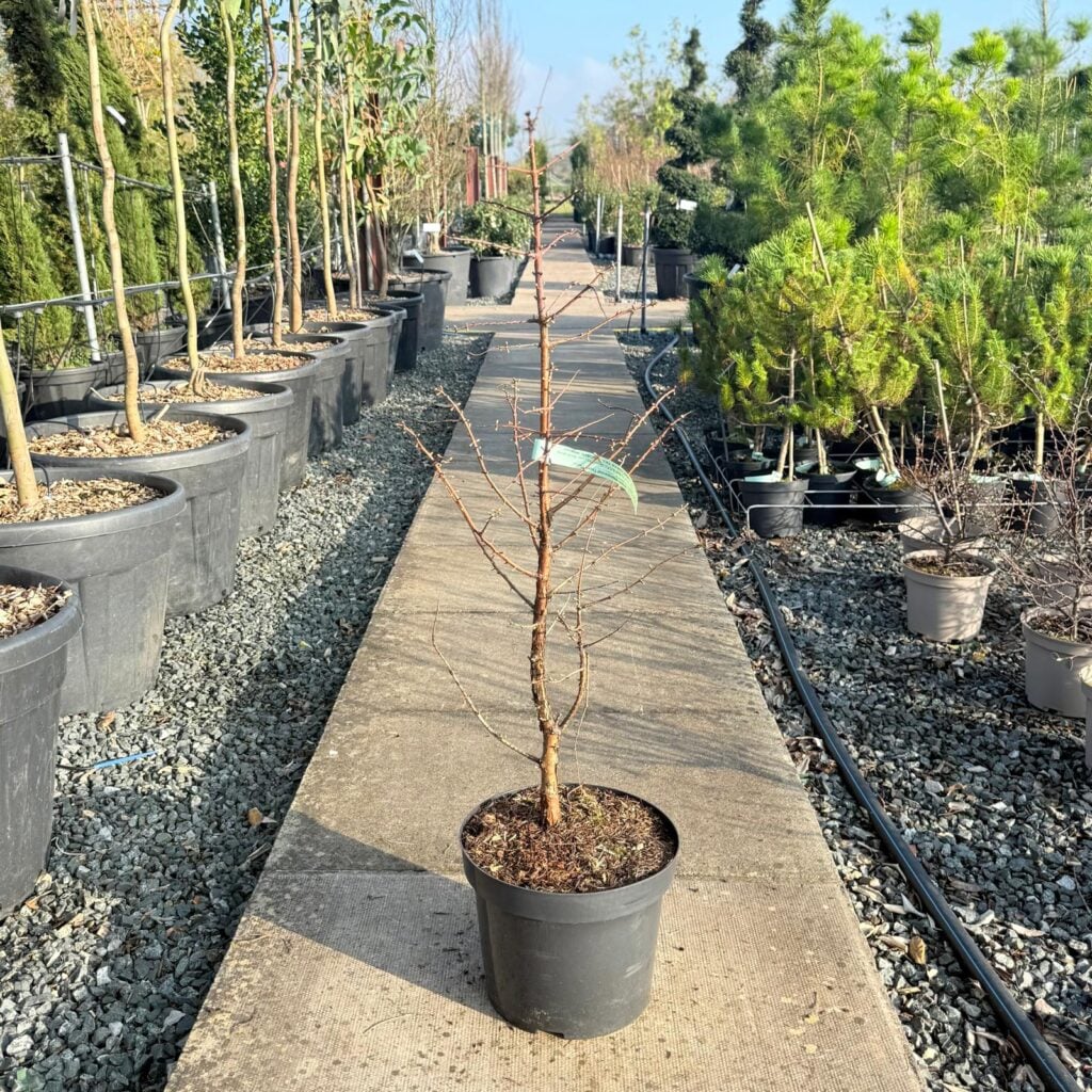 Metasequoia glyptostroboides 'Daweswood Tawny Fleece'