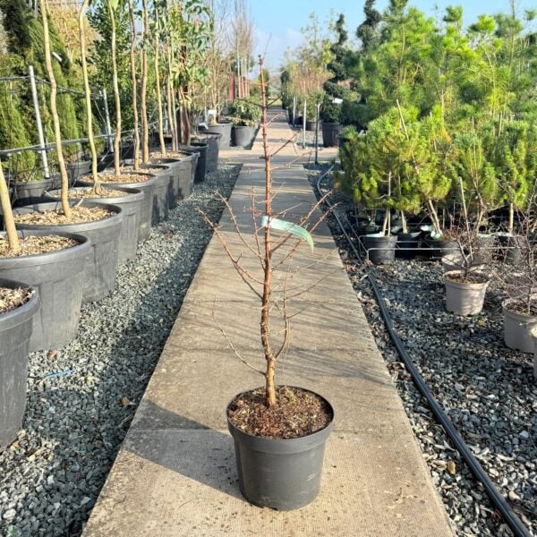 Metasequoia glyptostroboides 'Daweswood Tawny Fleece' (S1)