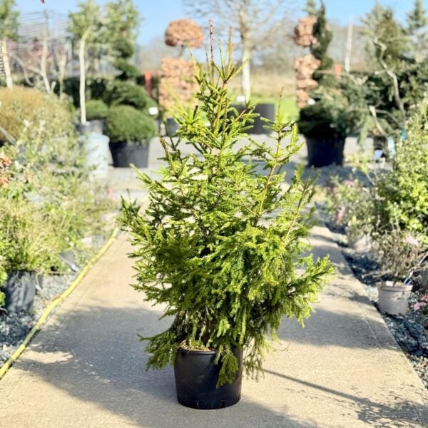 Picea abies 'Rydal'  (P1)