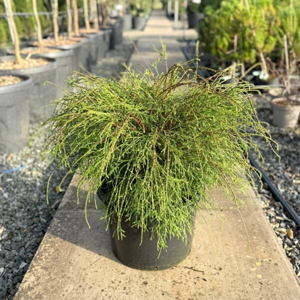 Thuja occidentalis 'Pin Cushion' (S1)