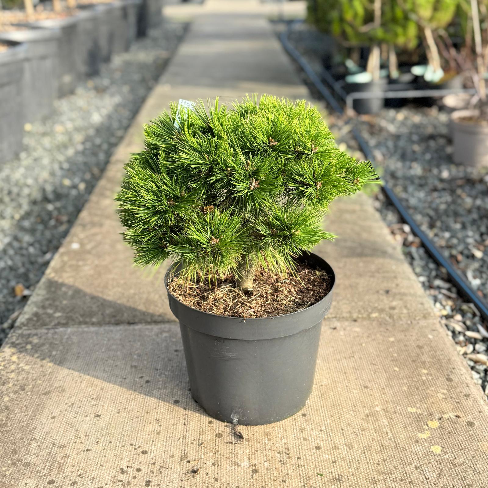 Pinus densiflora 'Low Glow'