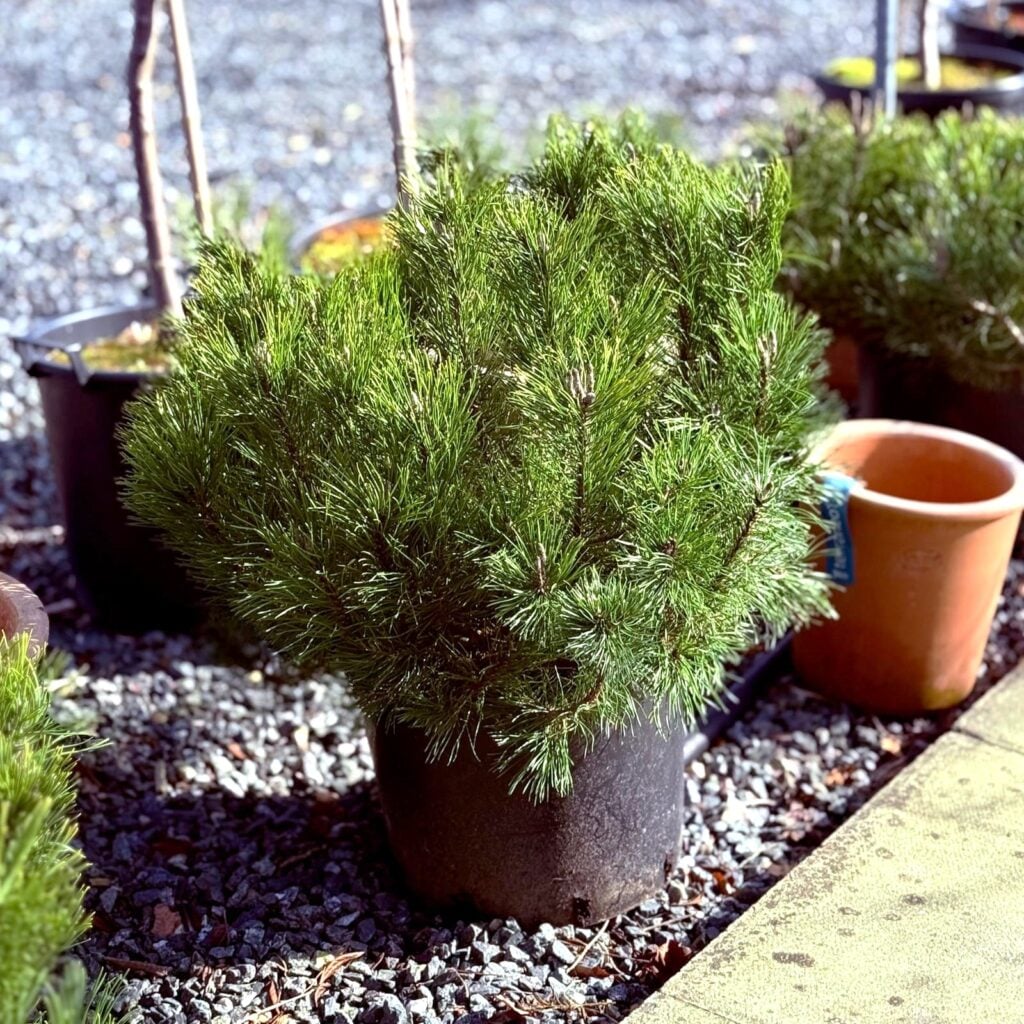Pinus mugo