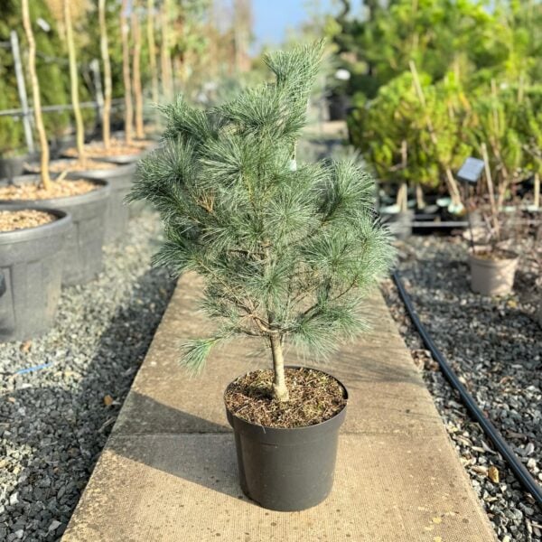 Pinus strobus 'Blue Clovers' (S1)