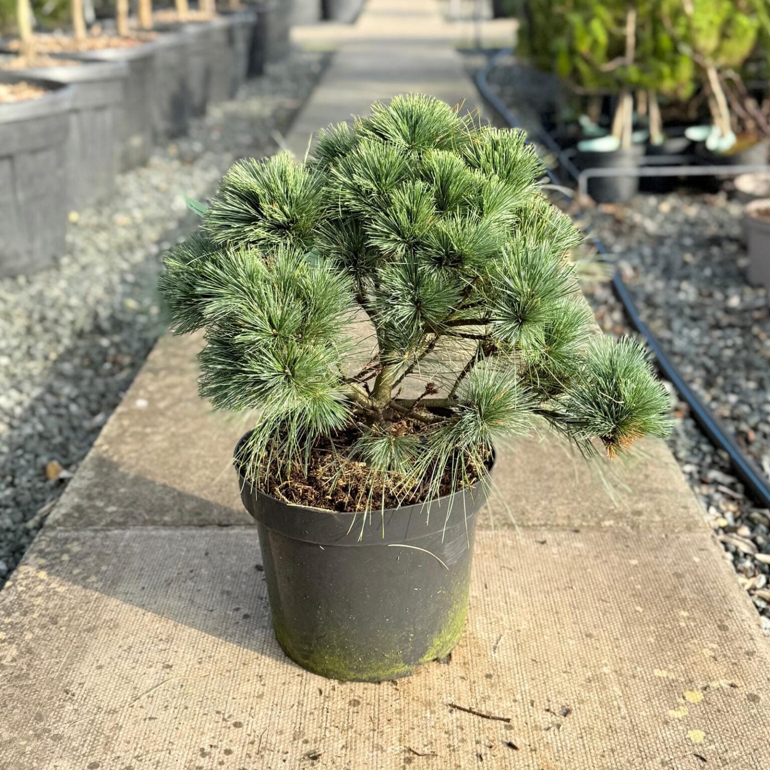 Pinus Radiata Screening Buy Pinus strobus 'Radiata' - Architectural Plants