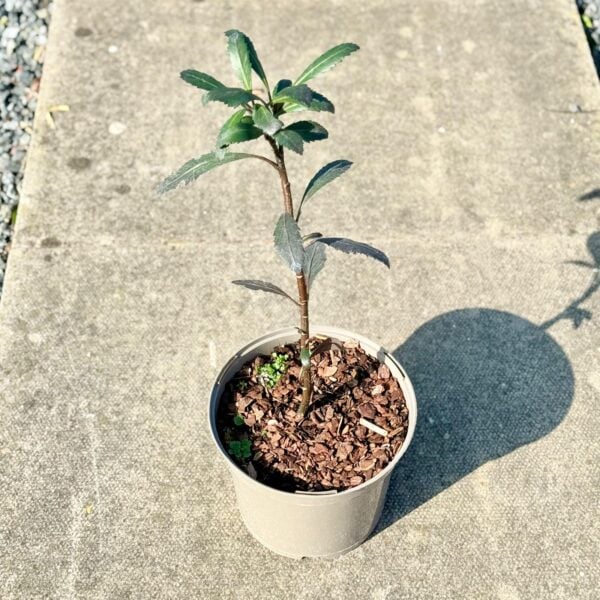 Pseudopanax 'Half Vader' (HGUK)