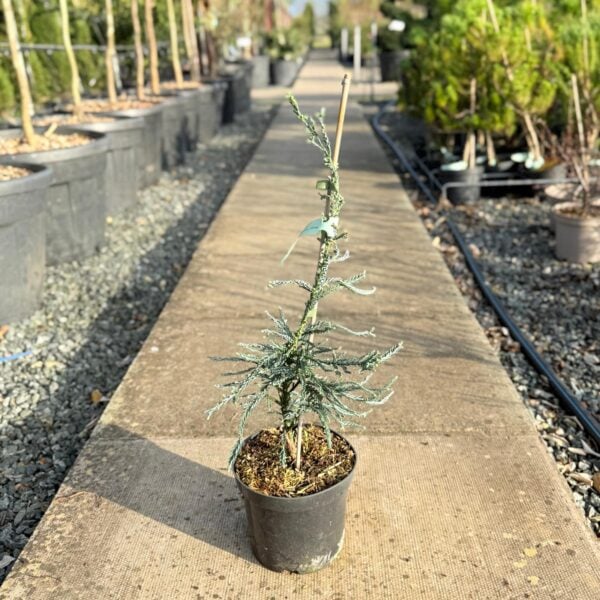 Sequoia sempervirens 'Lightening' (S1)