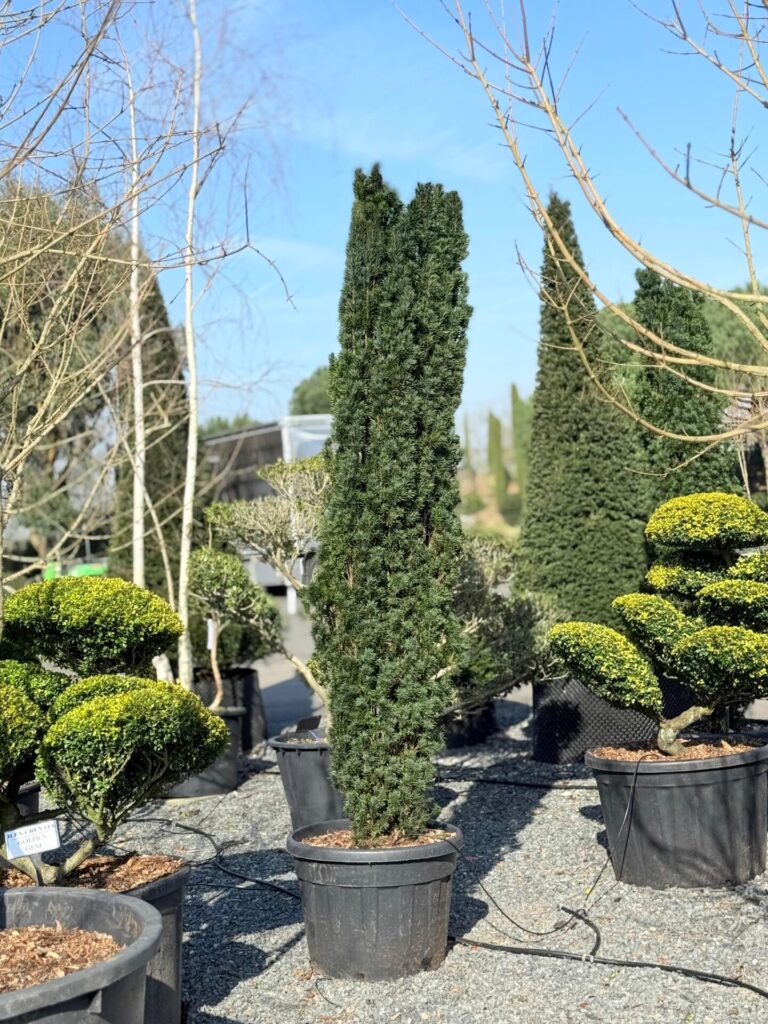 Taxus baccata 'Fastigiata robusta' - Hedging - Image 3