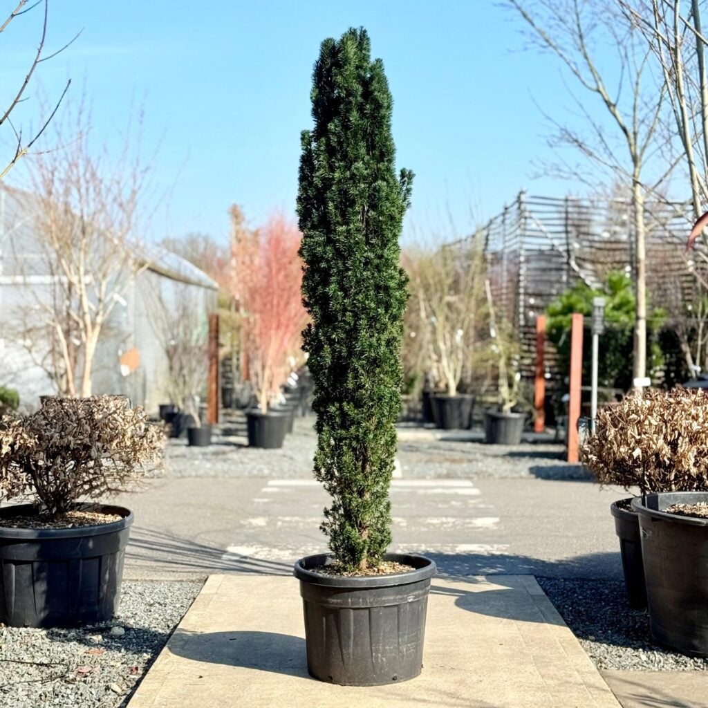 Taxus baccata 'Fastigiata robusta' - Hedging