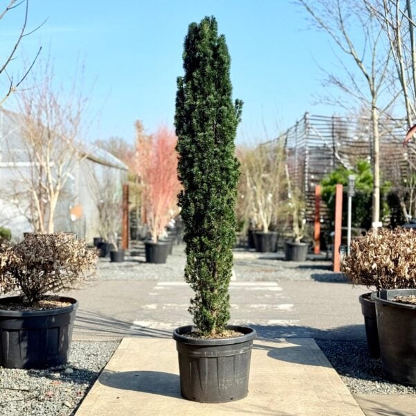 Taxus baccata 'Fastigiata robusta' - Hedging (ME1)