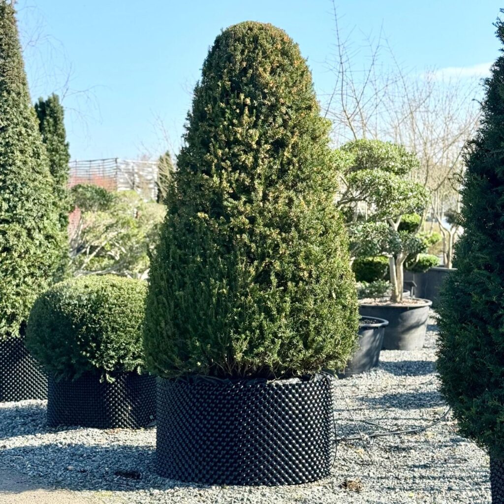 Taxus baccata - Topiary - Image 20