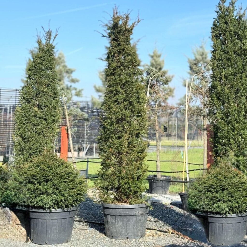 Taxus baccata - Topiary - Image 21
