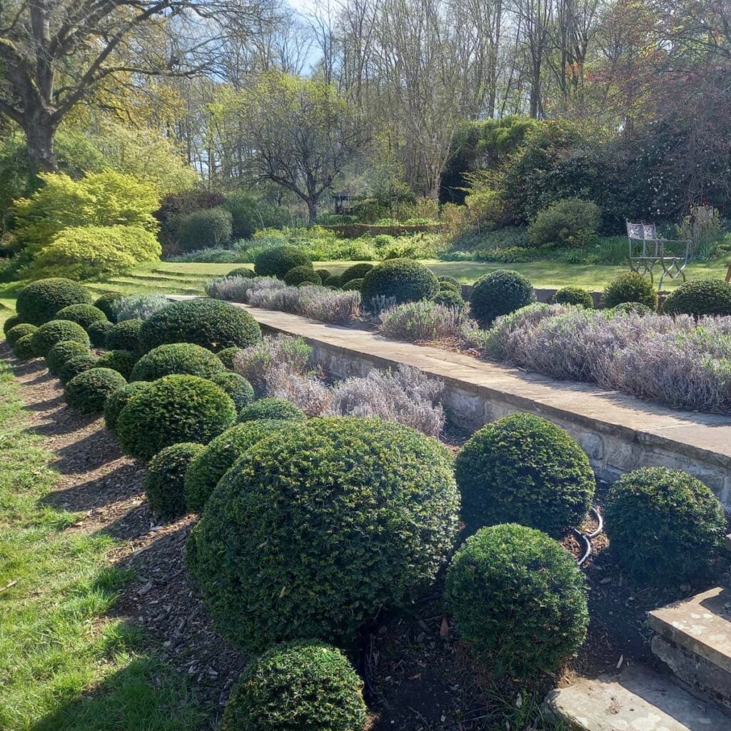 Taxus baccata - Balls - Image 5