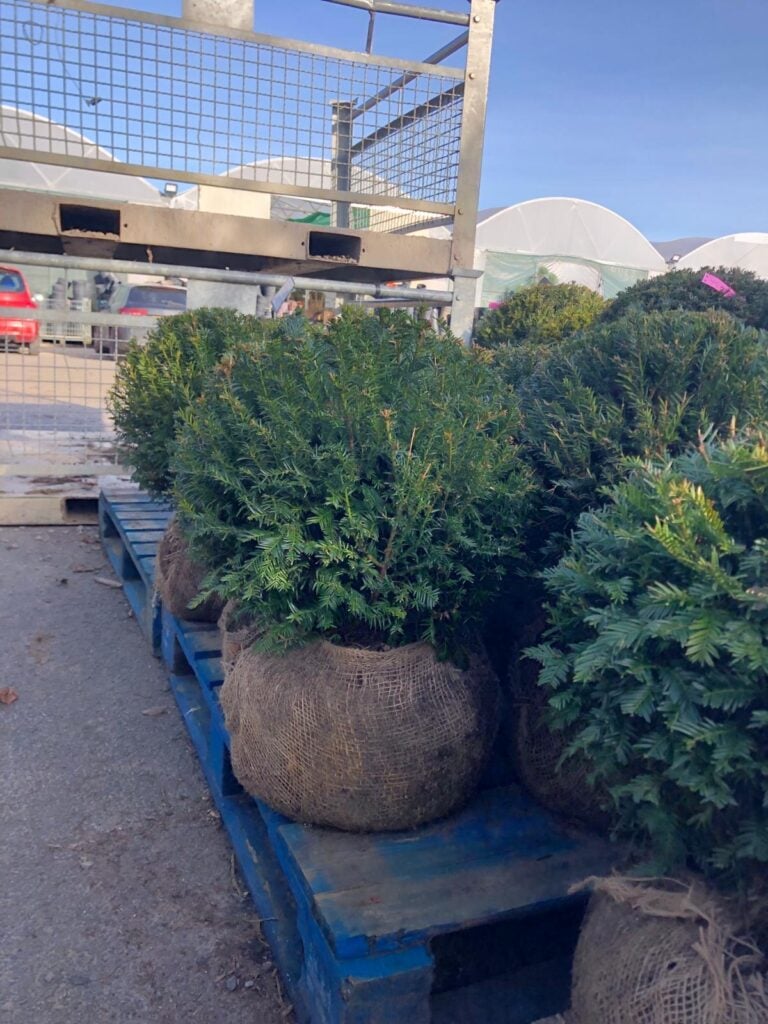 Taxus baccata - Balls - Image 13