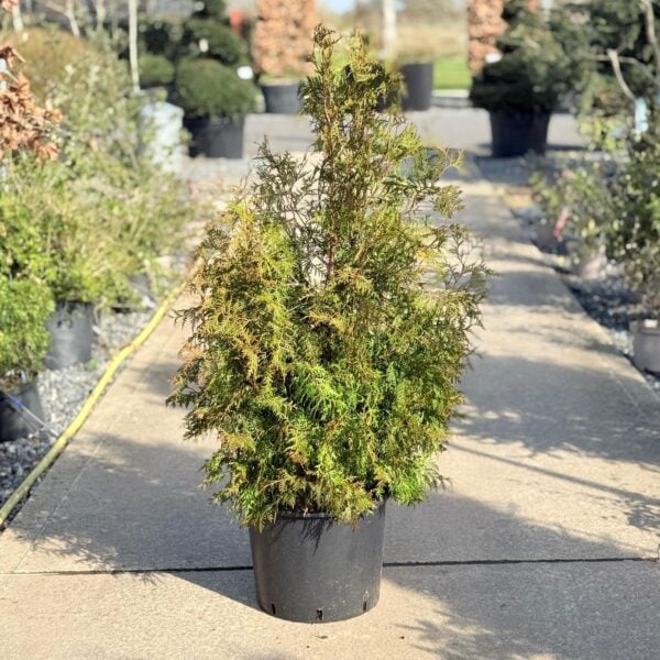 Thuja occidentalis (V1)