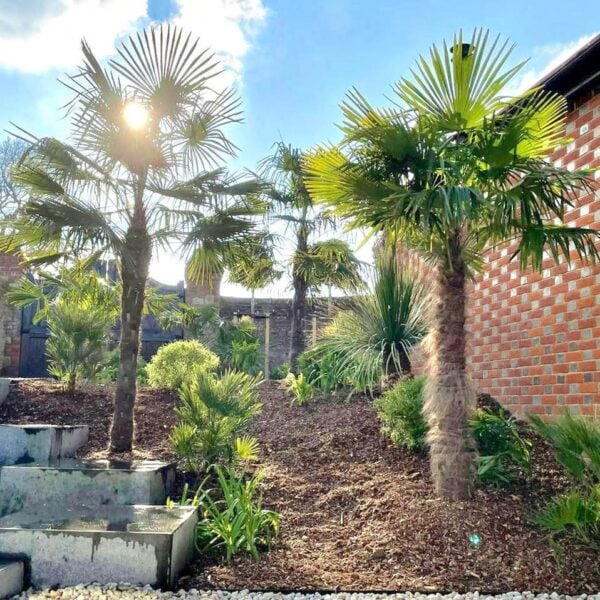 Trachycarpus fortunei (V1, PH1, CAV1)