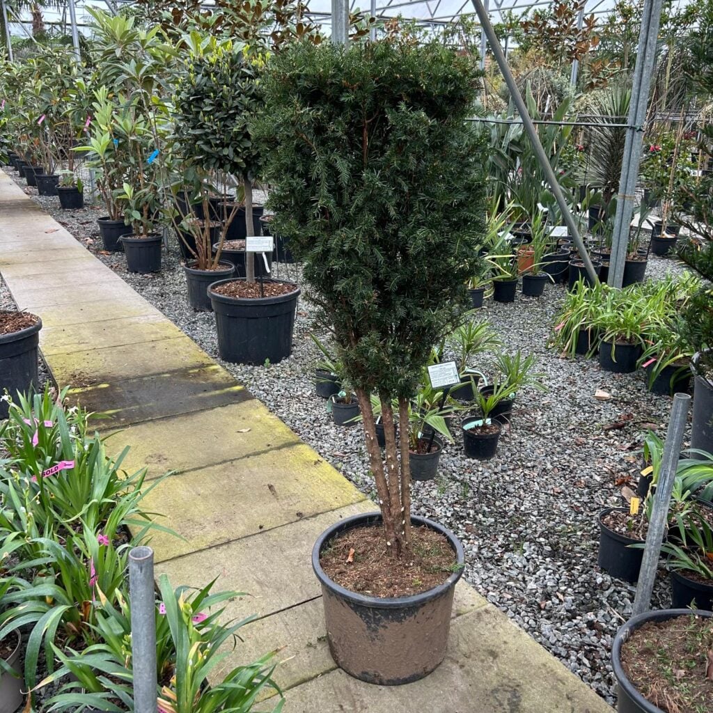 Taxus baccata - Multi Stems - Image 5