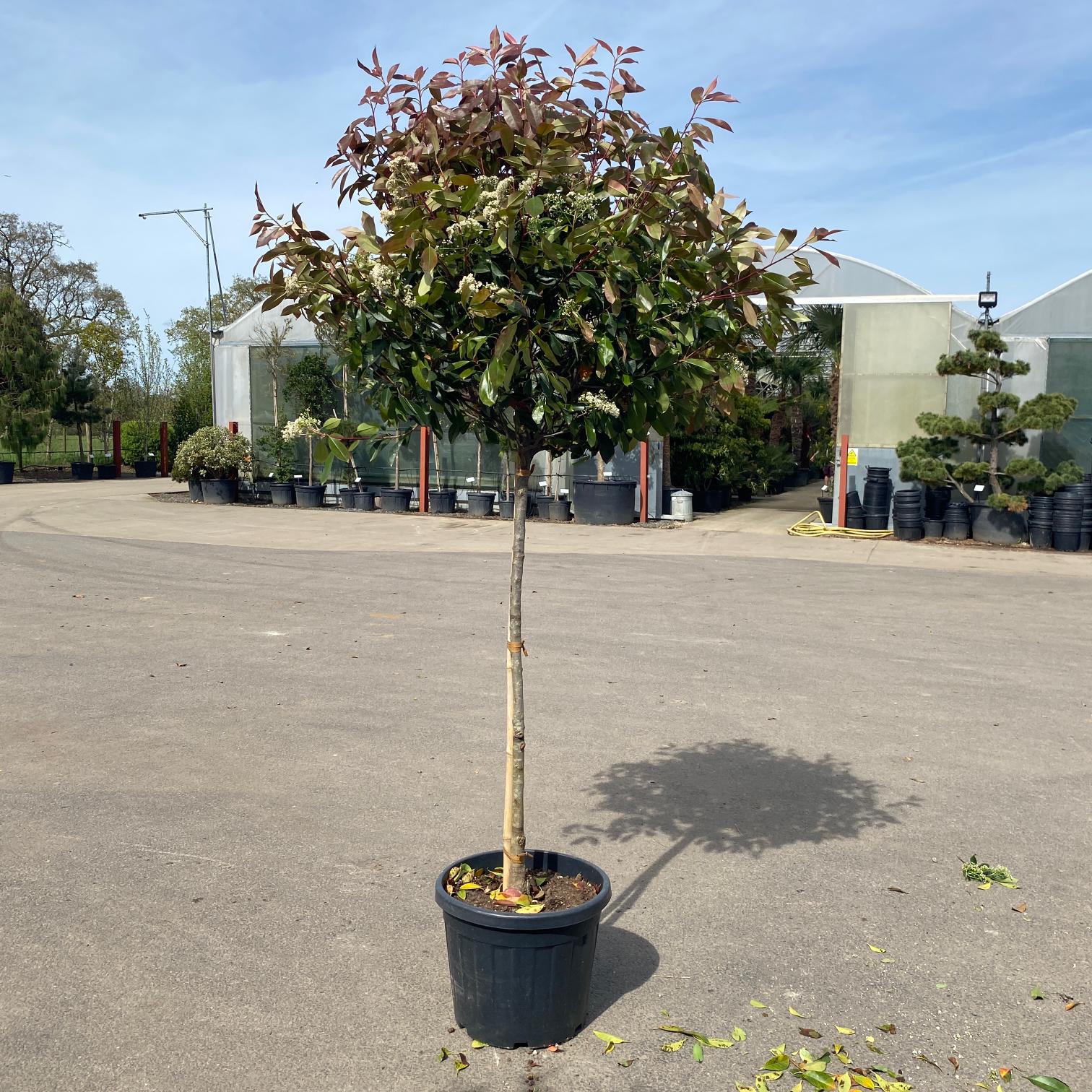 Photinia glabra - Standards - Image 3