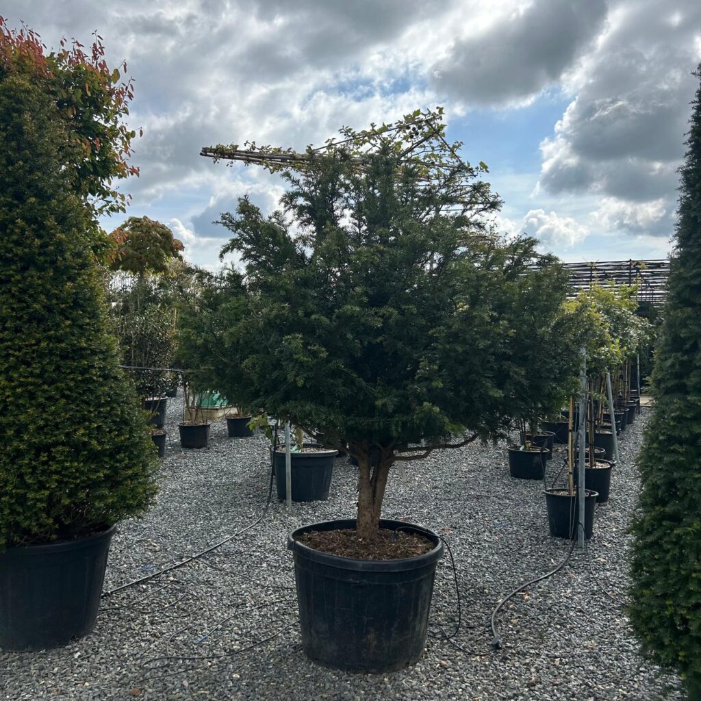 Taxus baccata - Multi Stems - Image 6