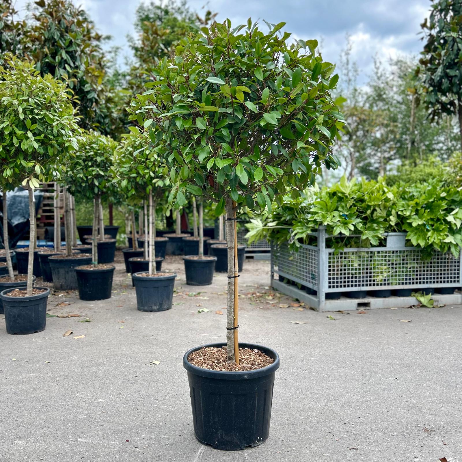 Photinia glabra - Standards - Image 4