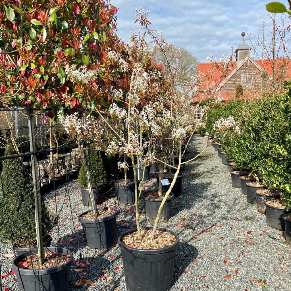 Amelanchier lamarckii - Multi Stems - Image 2