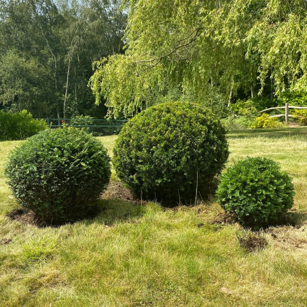 Taxus baccata - Balls - Image 7