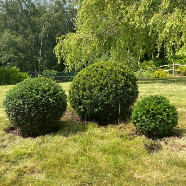 Taxus baccata - Balls (P2, TH1, N1, V1, BR1, ME1)