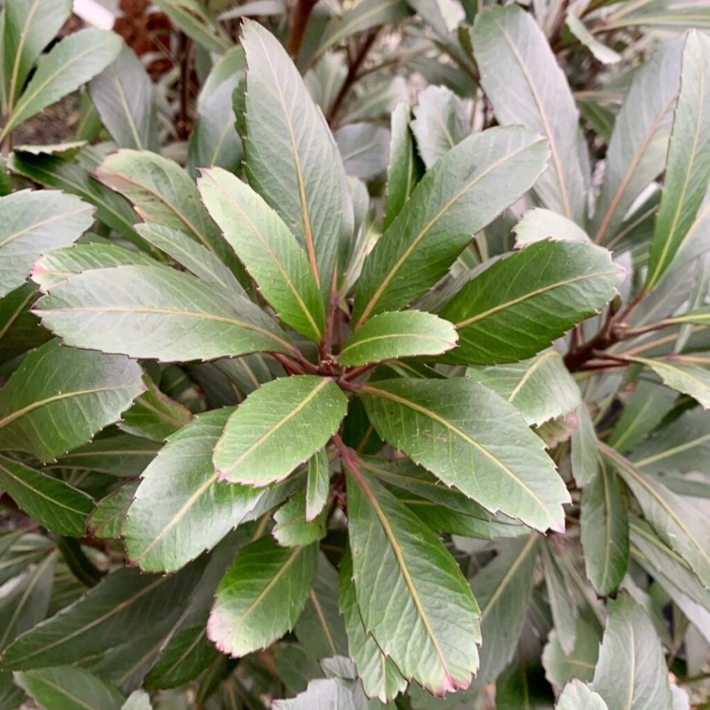 Pseudopanax lessonii 'Moa's Toes'