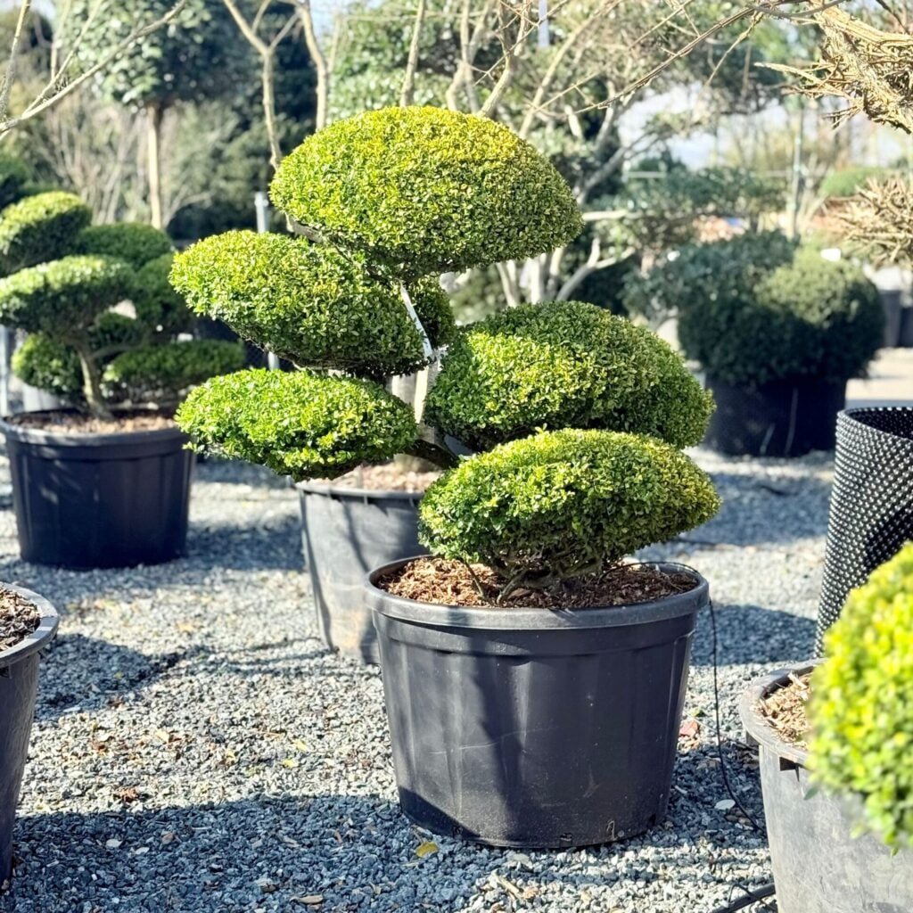 Ilex crenata 'Golden Gem'