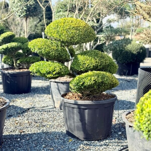 Ilex crenata 'Golden Gem' (BR1)