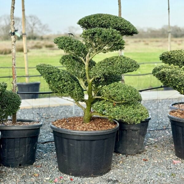 Ilex crenata 'Convexa' - Niwaki (BR1)