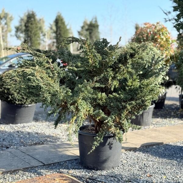 Juniperus squamata 'Meyeri' - Bush