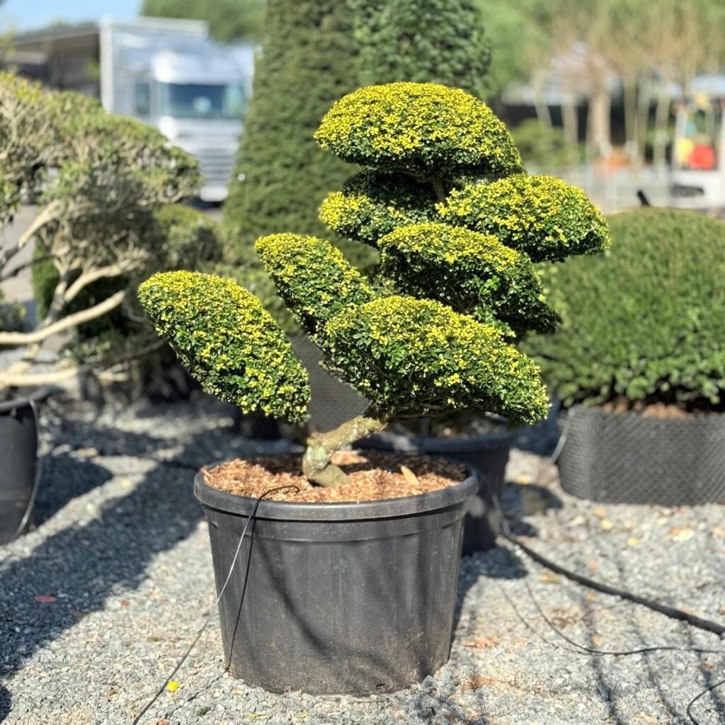 Ilex crenata 'Golden Gem' - Image 2