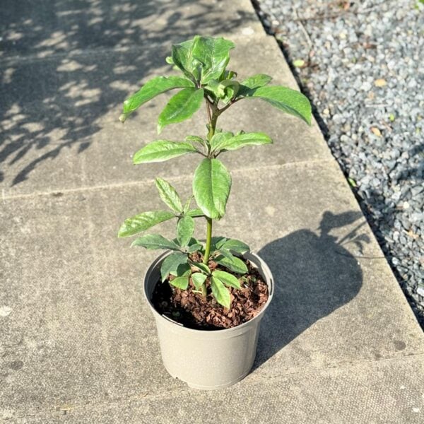 Pseudopanax laetus  (P1, HG)