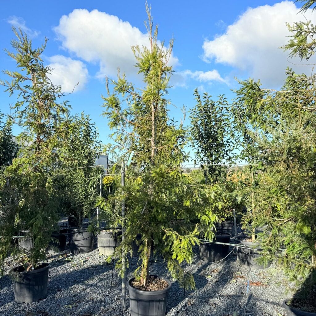 Sequoia sempervirens.