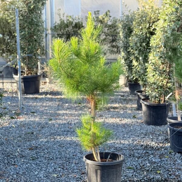 Pinus Radiata Screening Buy Pinus radiata (HGUK) - Architectural Plants